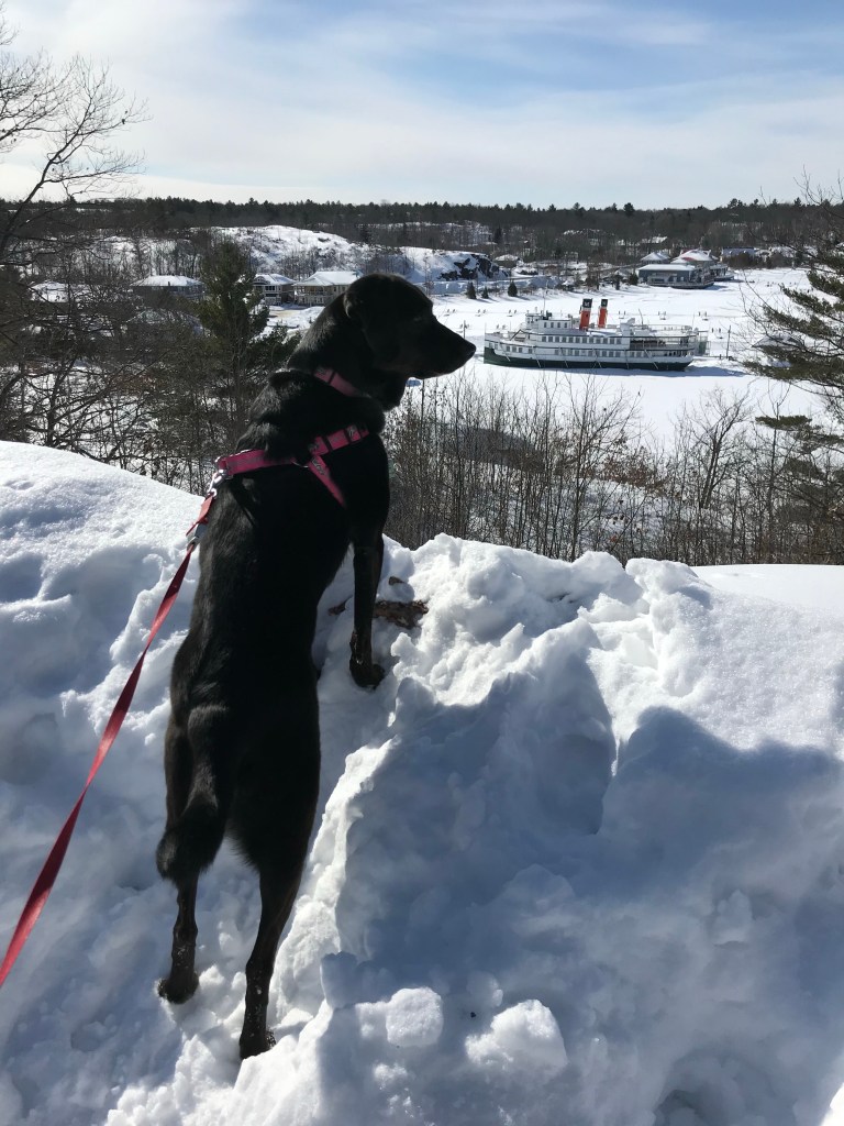Farewell Peanut! Black lab dog, looking over Muskoka Wharf in Winter. 