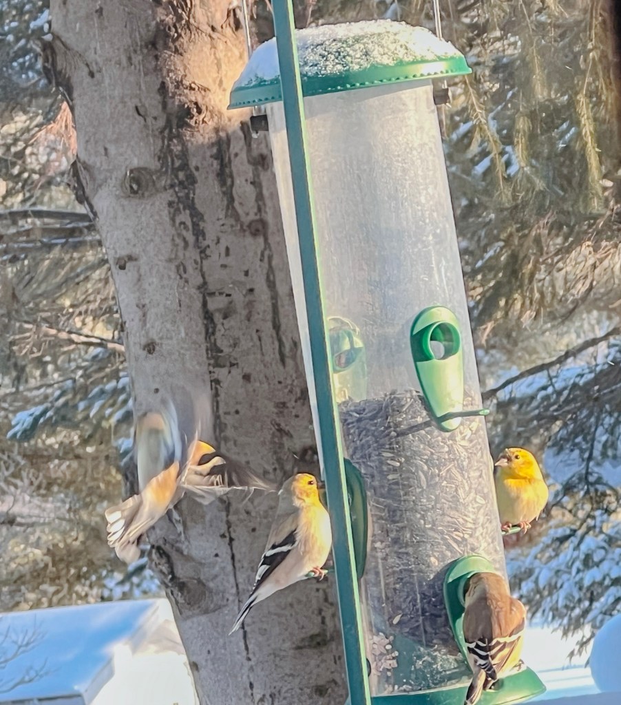 Yellow finch T bird feeder with sunflower seeds 